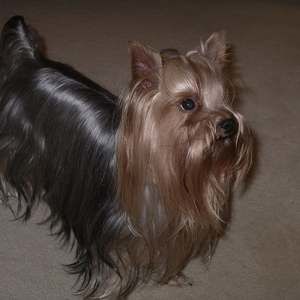 Meet your Posher, Gordon